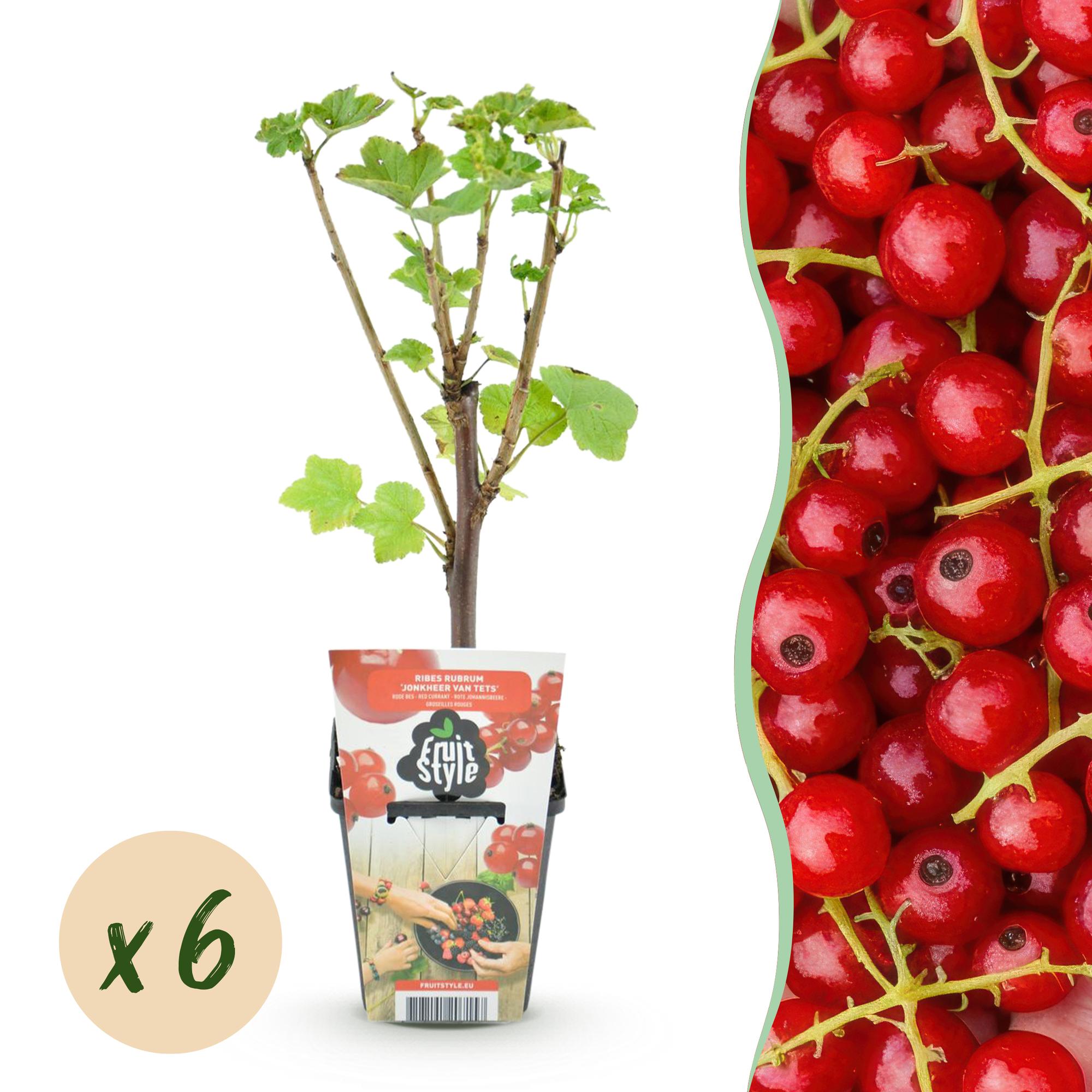Rode Bes - Ribes rubrum Jonkheer van Tets  - Winterhard - 6 Planten - Pot 9 cm - Rode Bes