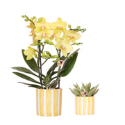 Kolibri Orchids | Set di orchidee gialle di Albenga e succulente in vaso decorativo Painted Stripe - dimensioni del vaso Ø9 cm e Ø6 cm | pianta da appartamento fiorita - fresca dal coltivatore