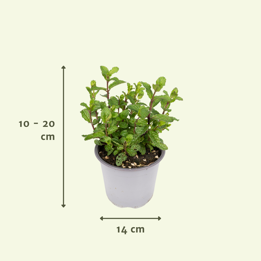 AKTION – Gartenkräutermischung – 4 Stück – Ø 14 cm – ↕ 18 cm