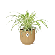 Chlorophytum Comosum Variegatum in ELHO Vibes Fold 14cm geel