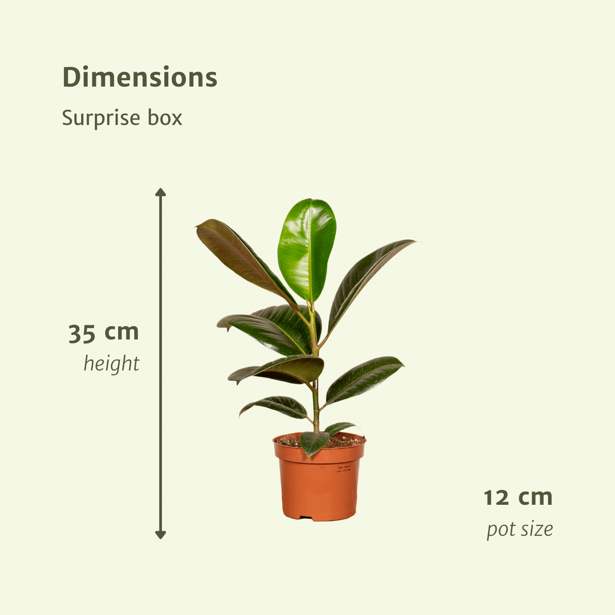Überraschungsbox – Ø 12 cm – ↕ 25 cm – 10 Stück