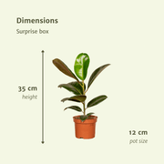 Überraschungsbox – Ø 12 cm – ↕ 25 cm – 10 Stück