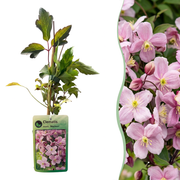 Clematis mont. 'Mayleen' - Bergclematis 6x - Licht Roze - Klimplant - Ø9cm - ↕35cm