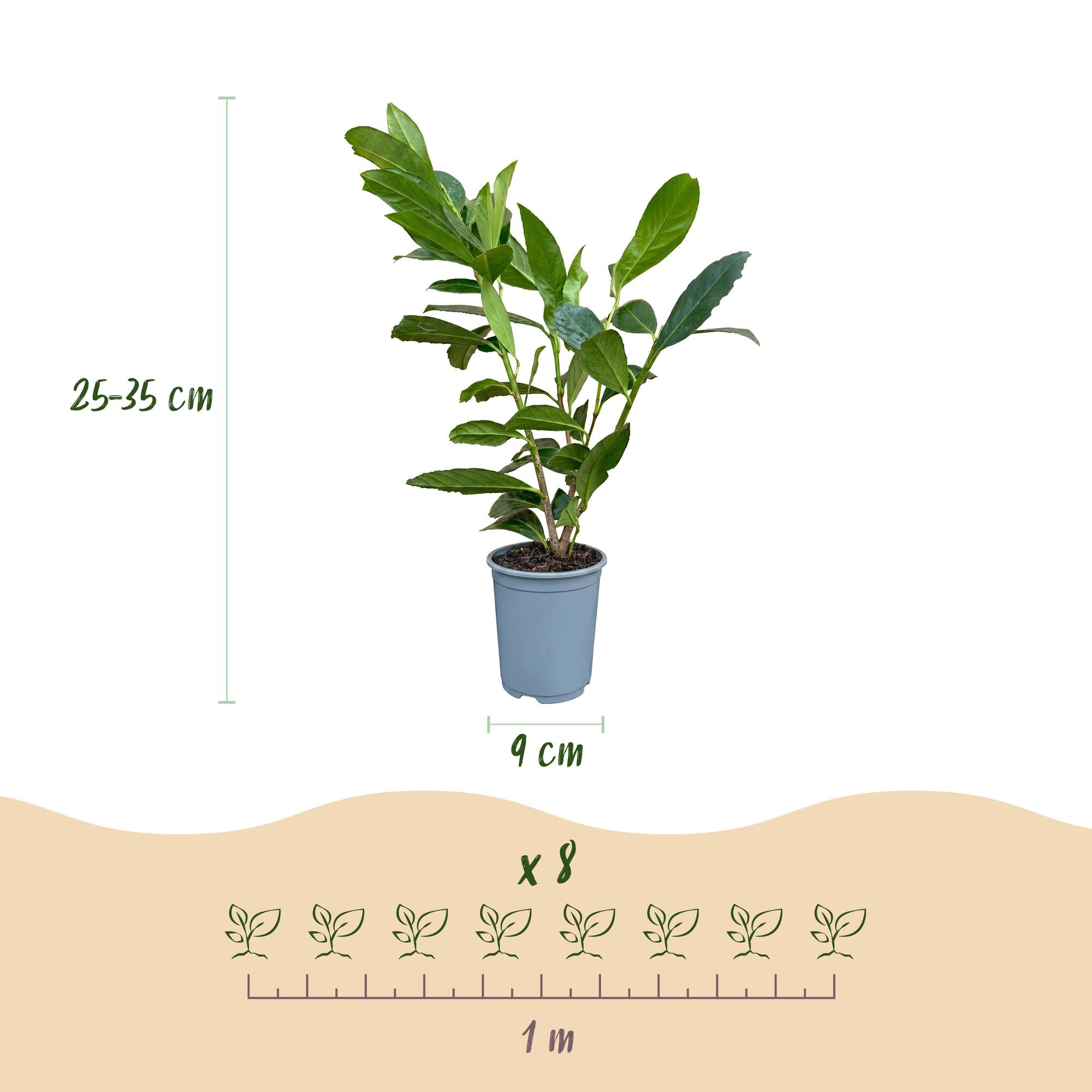 Prunus laur. Caucasica - Laurierkers 16x - Haagplanten - Groenblijvend - Groen - Pot 9cm - Hoogte 25-35cm