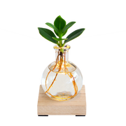 Glowplant - Clusia in vaasje met lampje