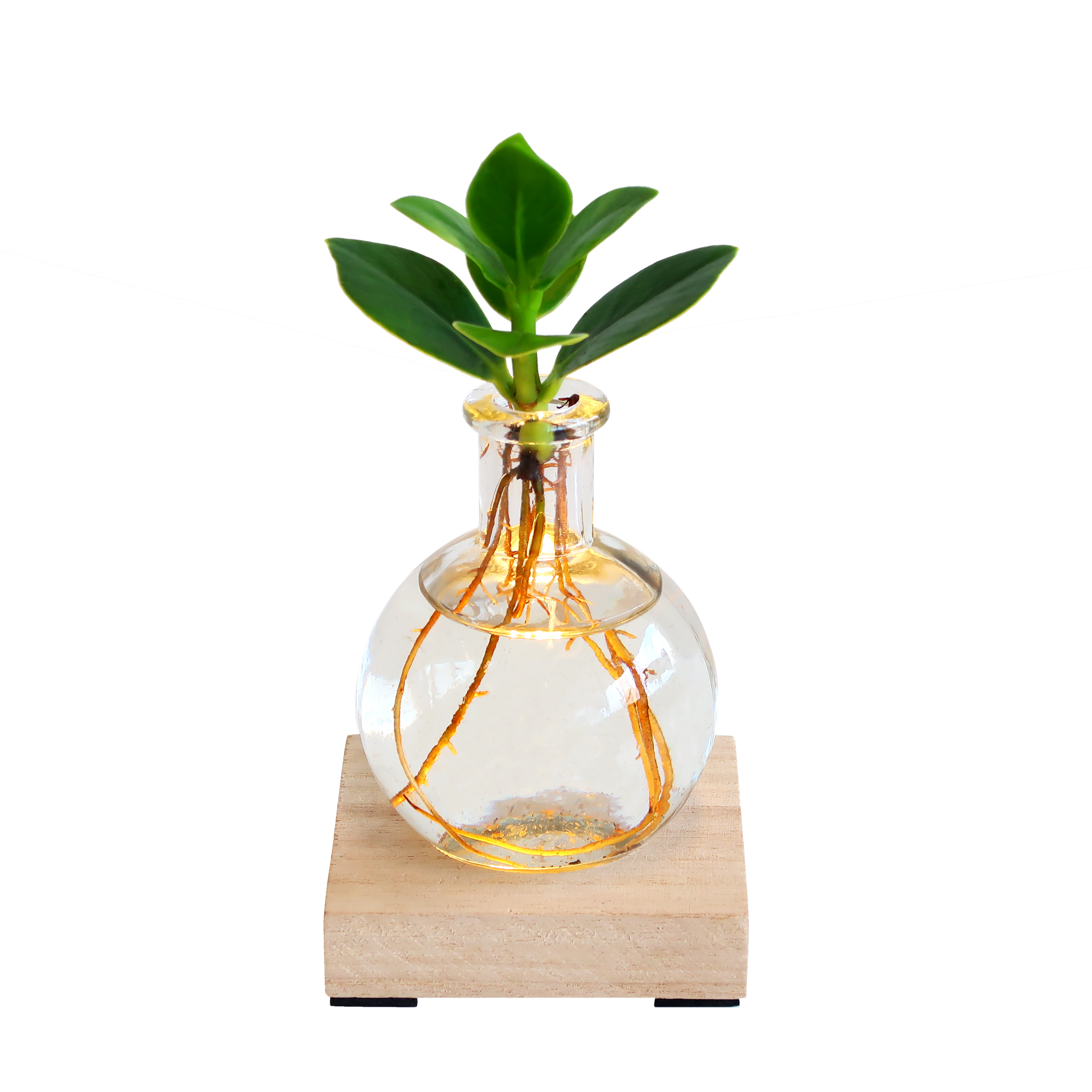Glowplant - Clusia in vaasje met lampje