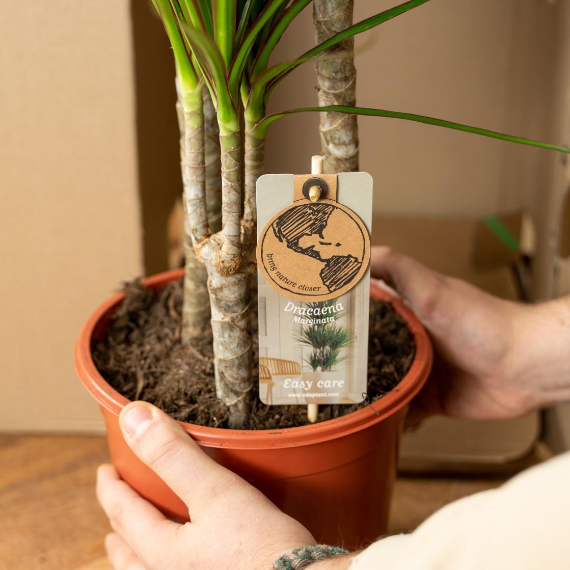 Dracaena mit Korb - ↨120 cm - Ø21 cm