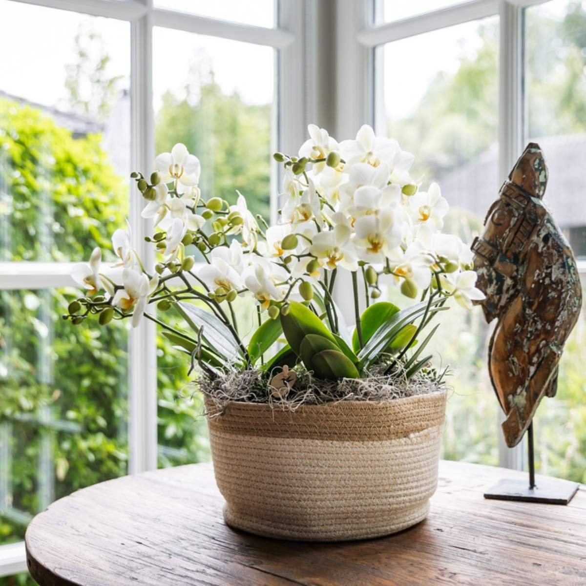 Kolibri Orchids | Witte Mono Bouquet Blossom Lausanne in Cotton Basket