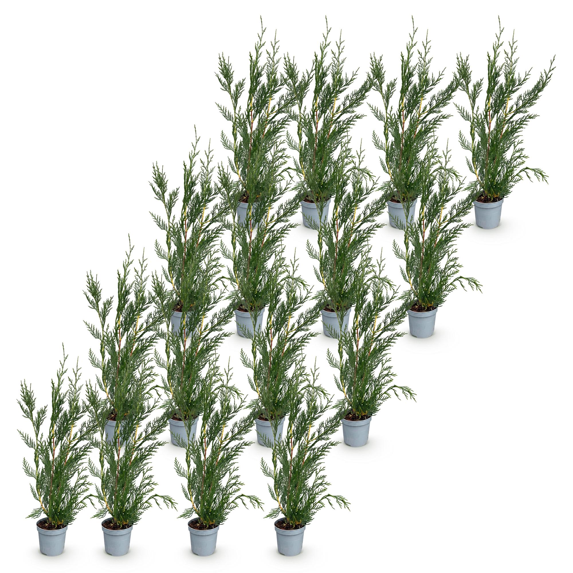 Cupressocyparis leylandii 2011 - Leylandii - 16x - Haagplanten - Groenblijvend - Groen - Pot 9cm - Hoogte 30-40cm