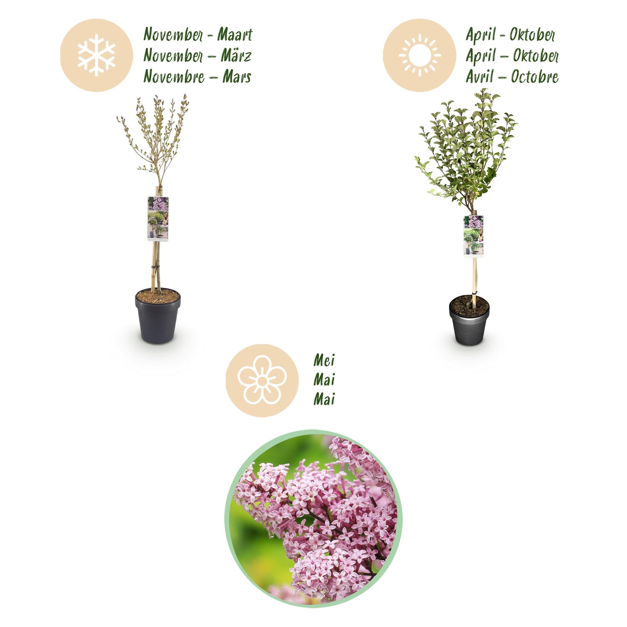 Syringa meyeri Palibin - Terras Plant - Bladverliezend - Winterhard- Paarse Bloem - Pot 19cm Hoogte 90cm