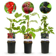 Green boutiQ - Mix di piante da frutto - Ribes rosso, Lampone rosso, Mora - 3 piante - Vaso 11 cm Altezza 40 cm