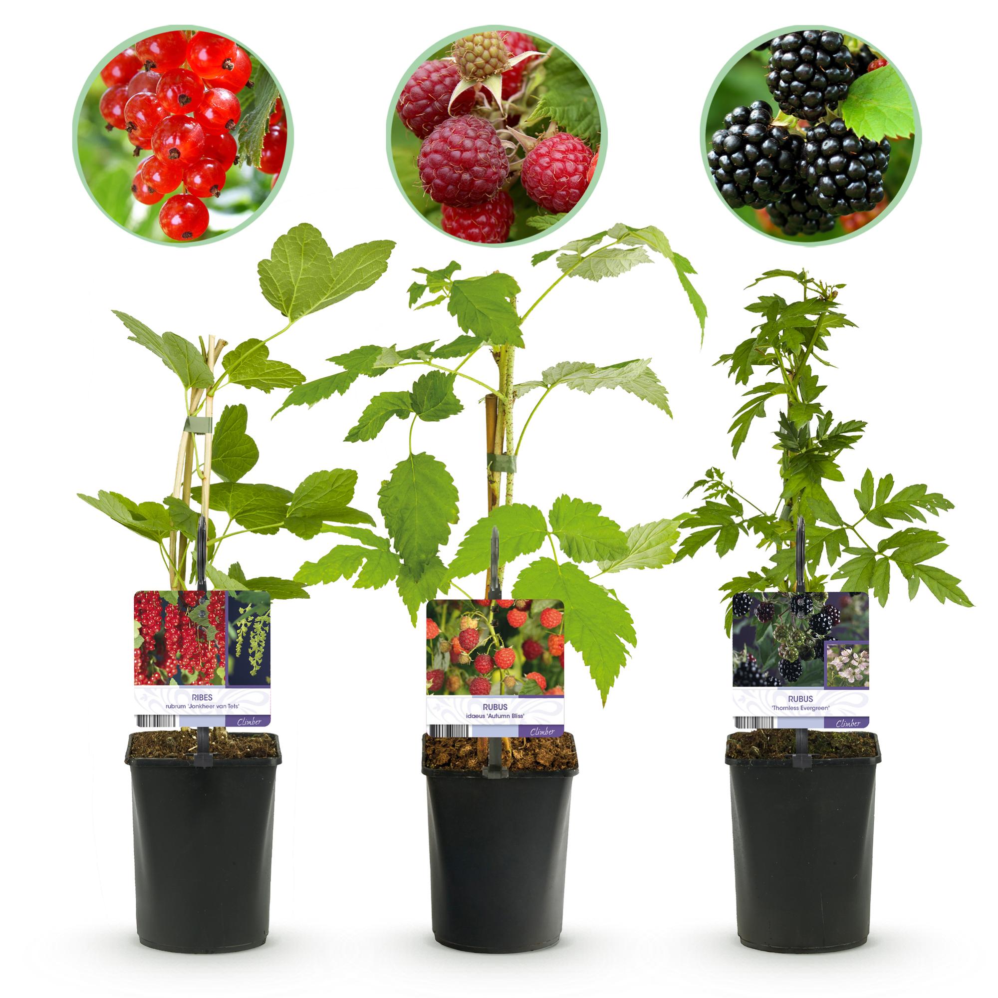 Green boutiQ - Mix di piante da frutto - Ribes rosso, Lampone rosso, Mora - 3 piante - Vaso 11 cm Altezza 40 cm