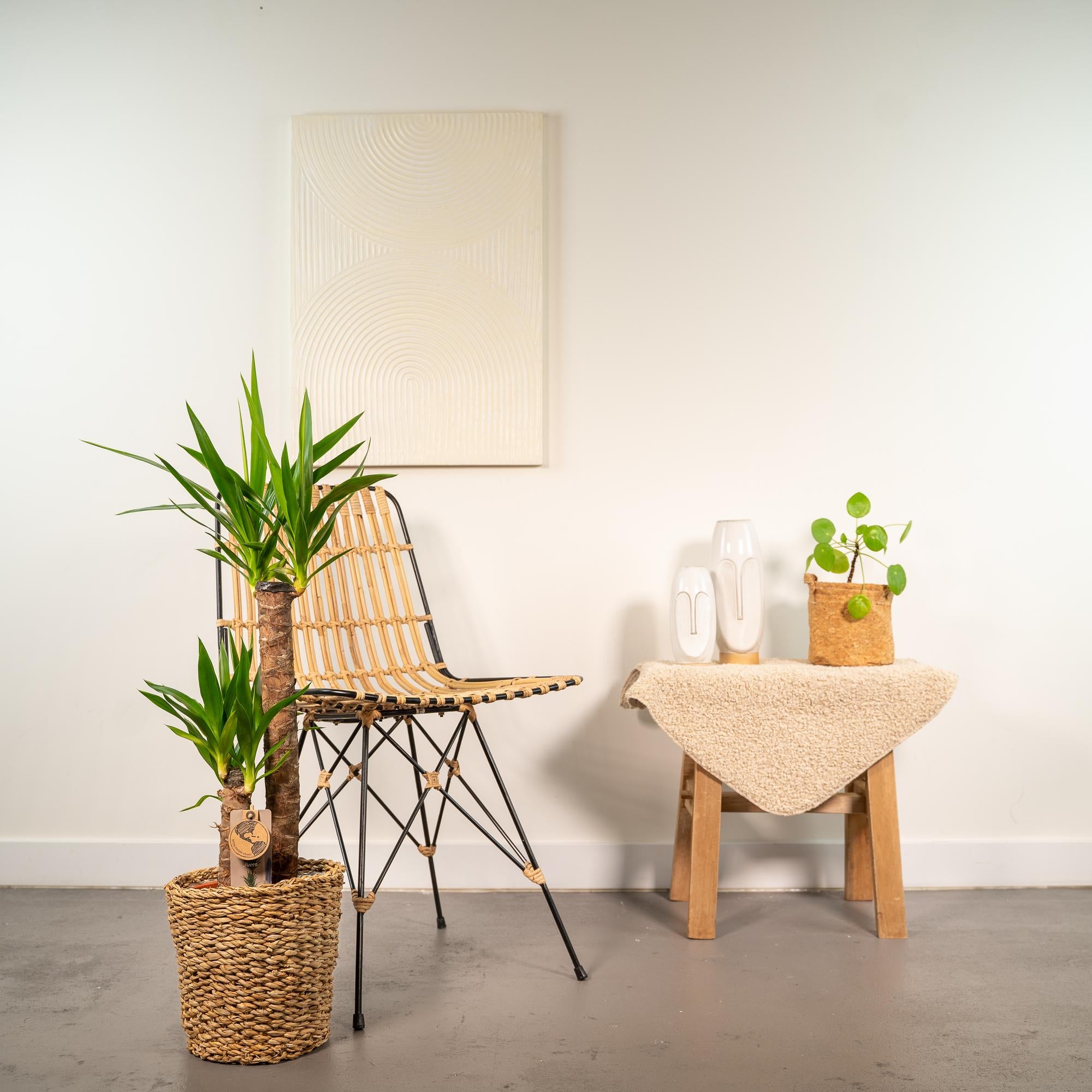 Yucca con cestino - ↨100cm - Ø21cm