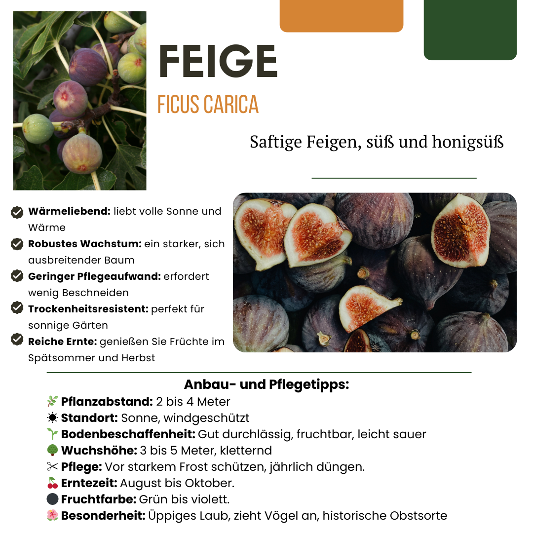 6 higueras orgánicas - Ø 13 cm - ↨ 20 cm