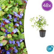 48x Ceratostigma plumbaginoides  - ↕10-25cm - Ø9cm