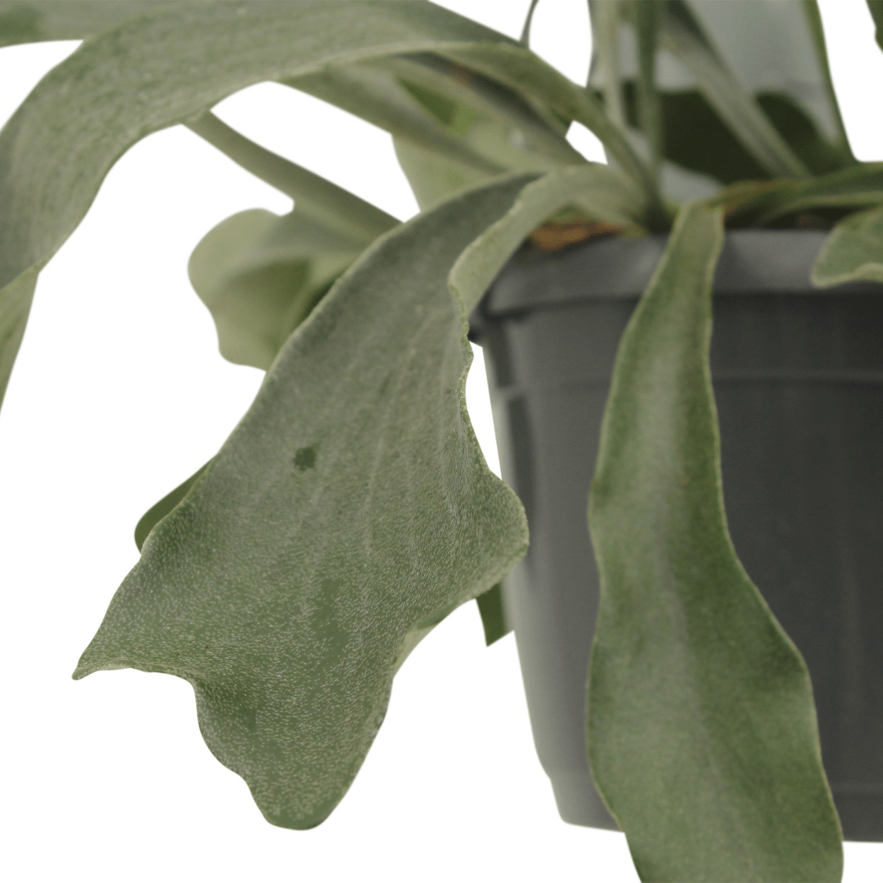 2x Kokodama Platycerium Hang - Geweihfarn - 35cm - ø15