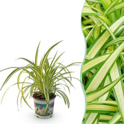 Chlorophytum comosum Variegatum - Bonte Graslelie - Huisdiervriendelijke Plant - Groen - 1 Plant - Pot 12cm - Hoogte 20cm