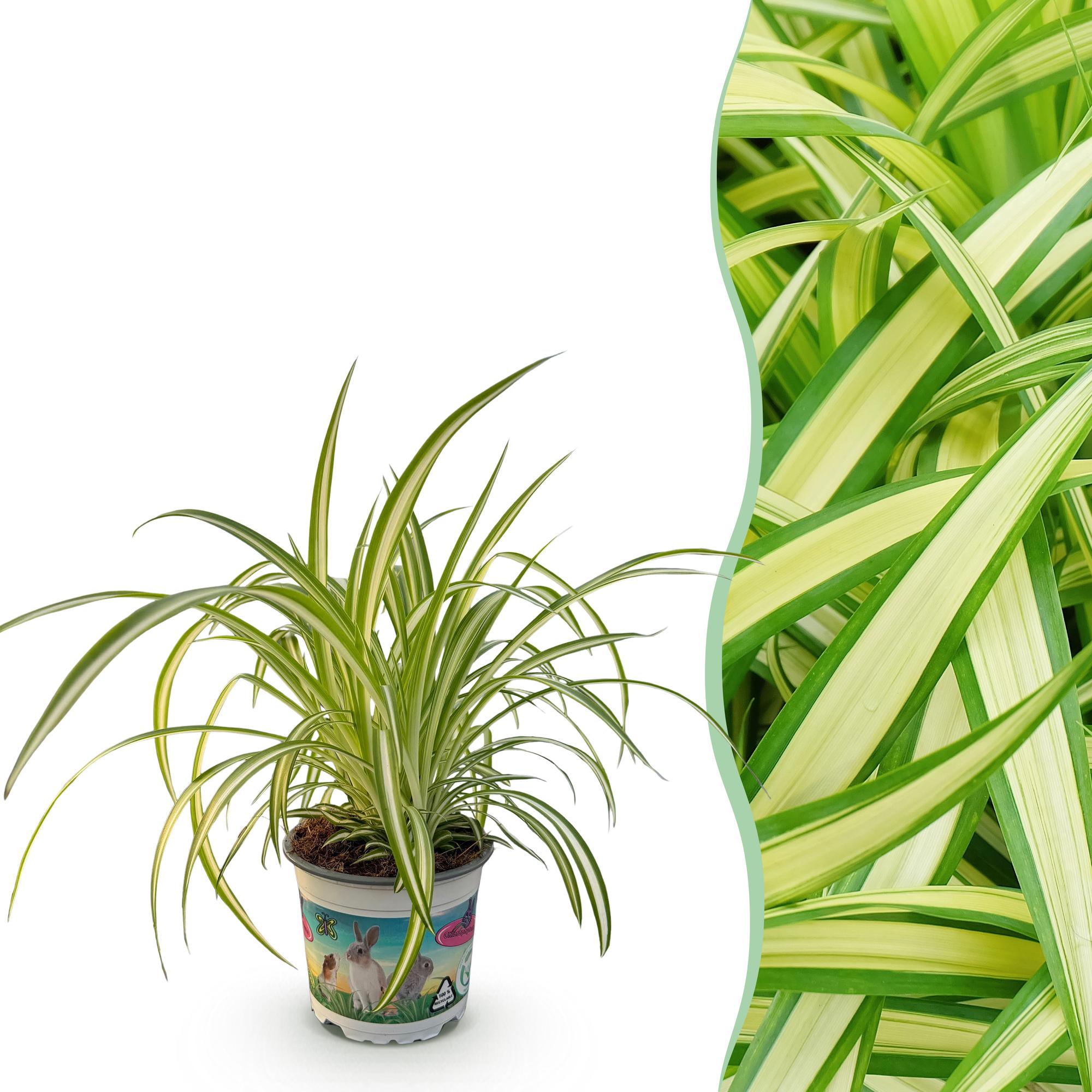 Chlorophytum comosum Variegatum - Bonte Graslelie - Huisdiervriendelijke Plant - Groen - 1 Plant - Pot 12cm - Hoogte 20cm