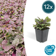 12 Ajuga reptans 'Burgundy Glow' - ↕10-25cm - Ø9cm