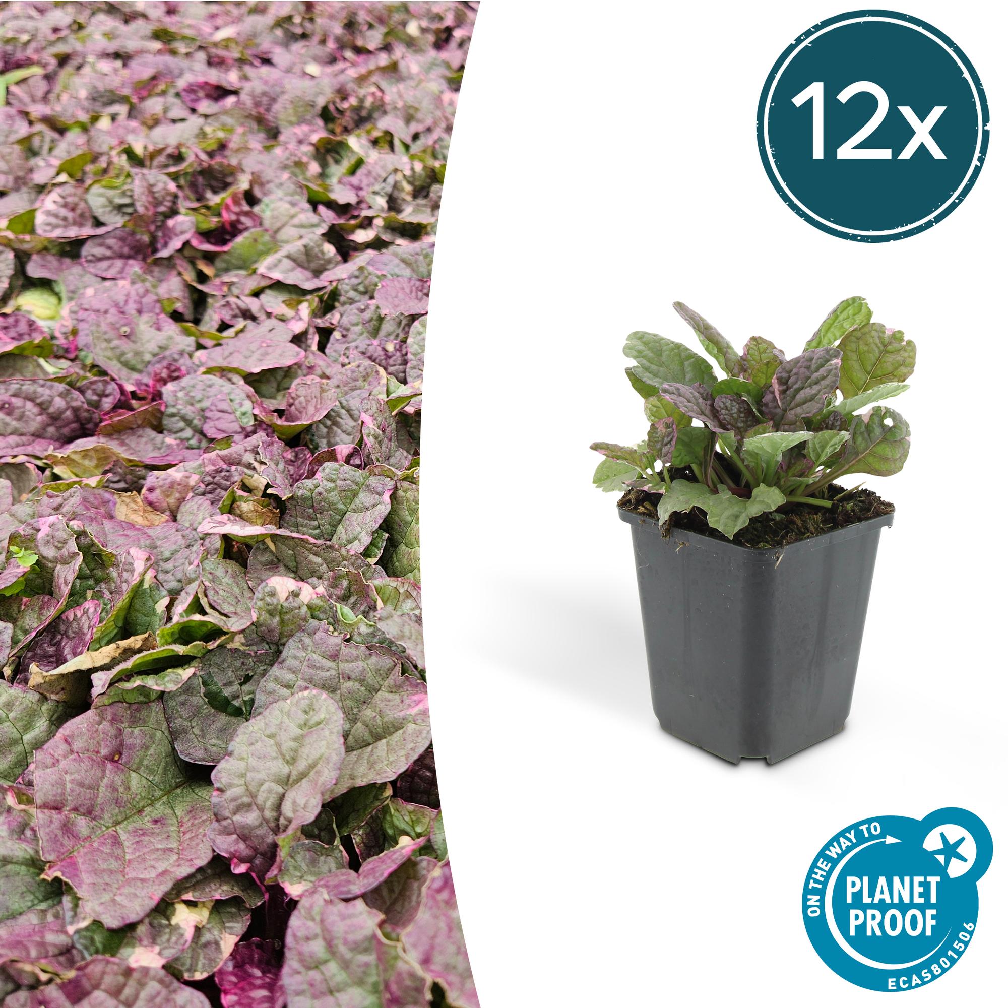 12 Ajuga reptans 'Burgundy Glow' - ↕10-25cm - Ø9cm