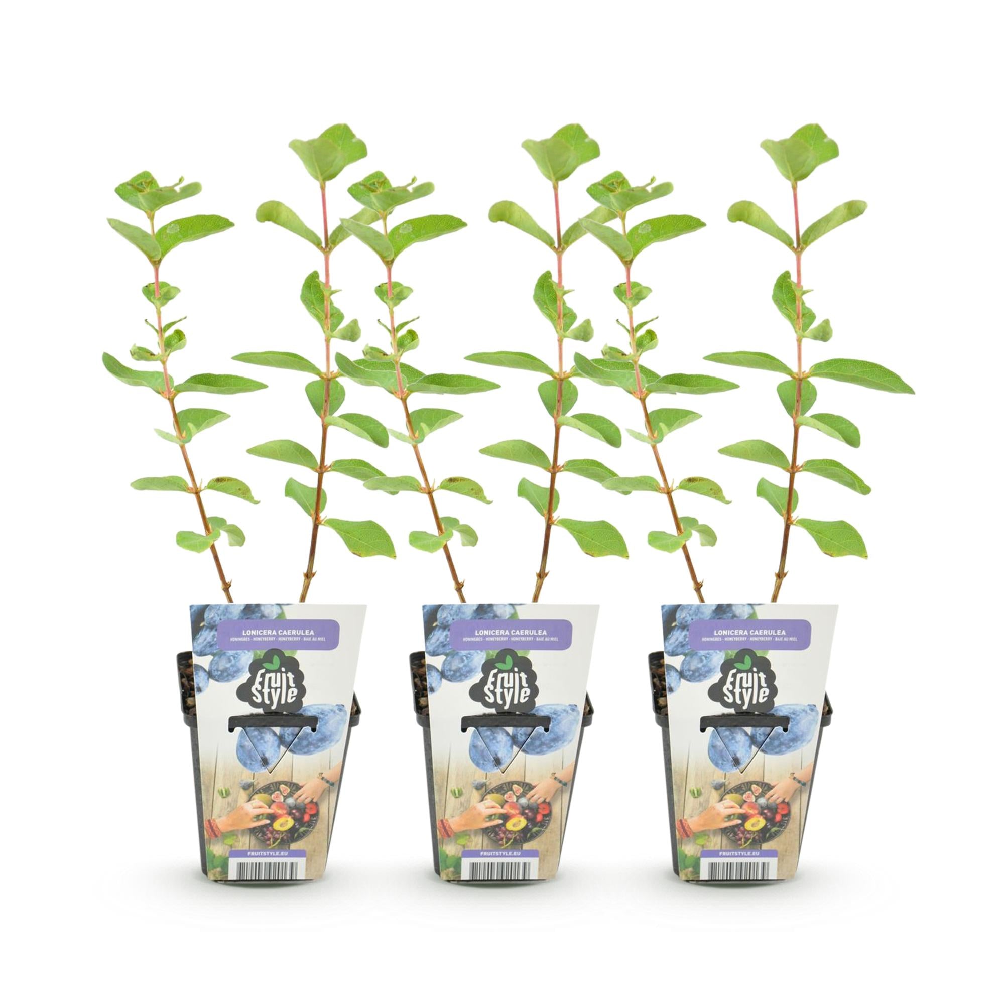 Honingbes - Lonicera caerulea Kamtschatica - Winterhard - 3 Planten - Pot  9 cm - Blauw  Bes