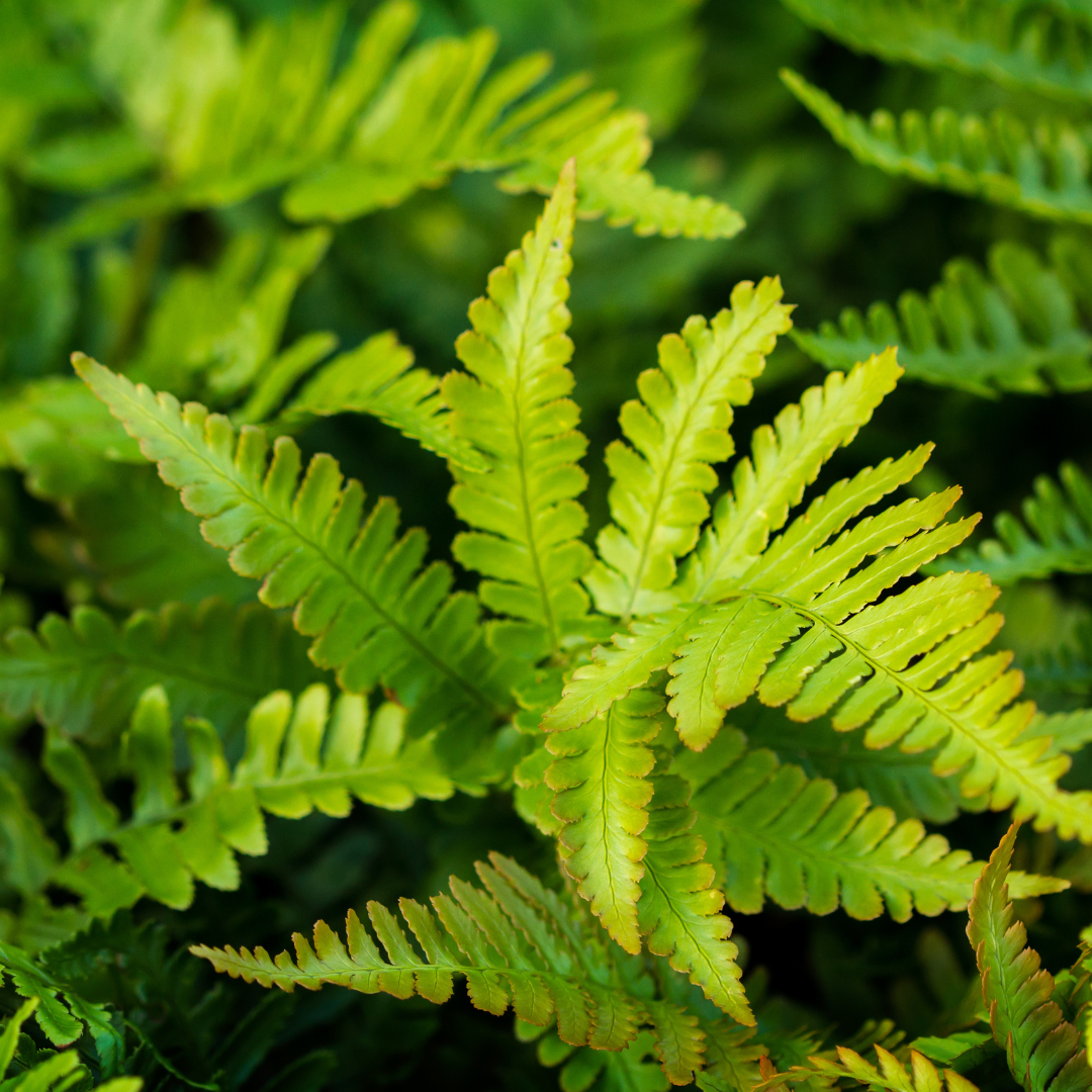12x Polystichum set. 'Herrenhausen'- ↕10-25cm - Ø9cm