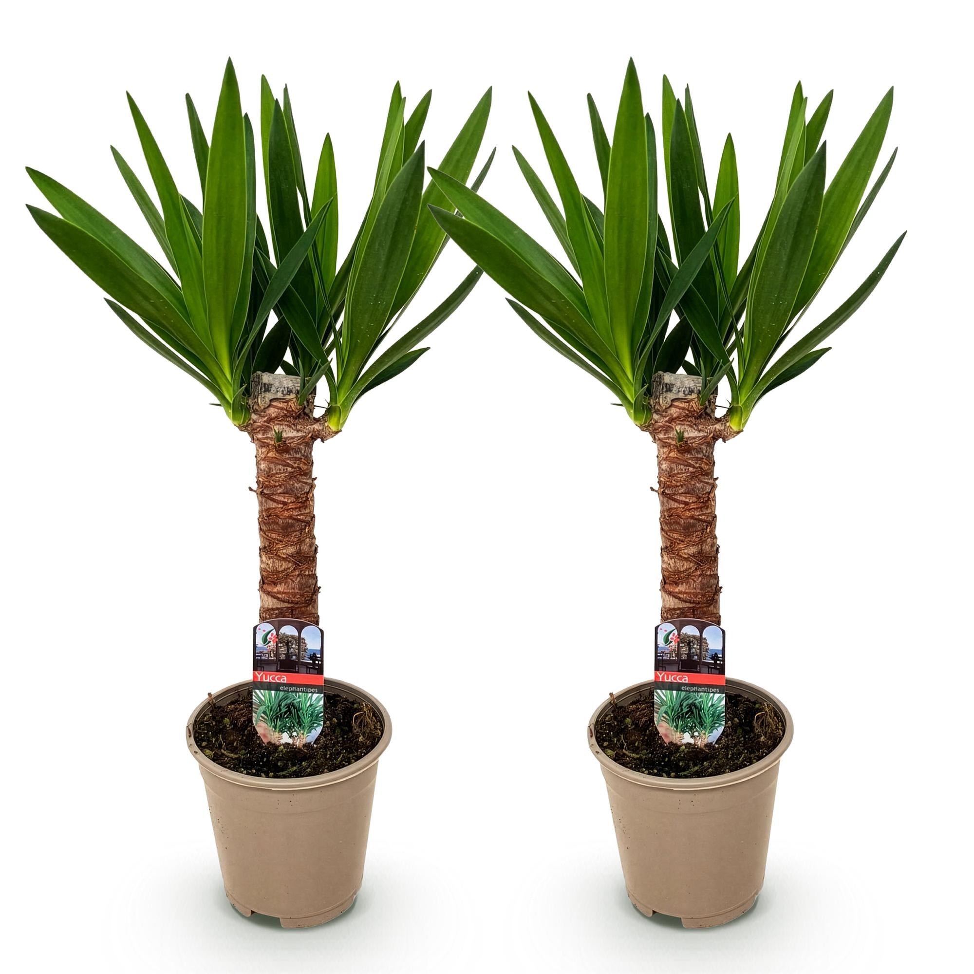 Yucca elephantipes - Weinig onderhoud - Groen - 2 - Pot 14cm - Hoogte 55cm