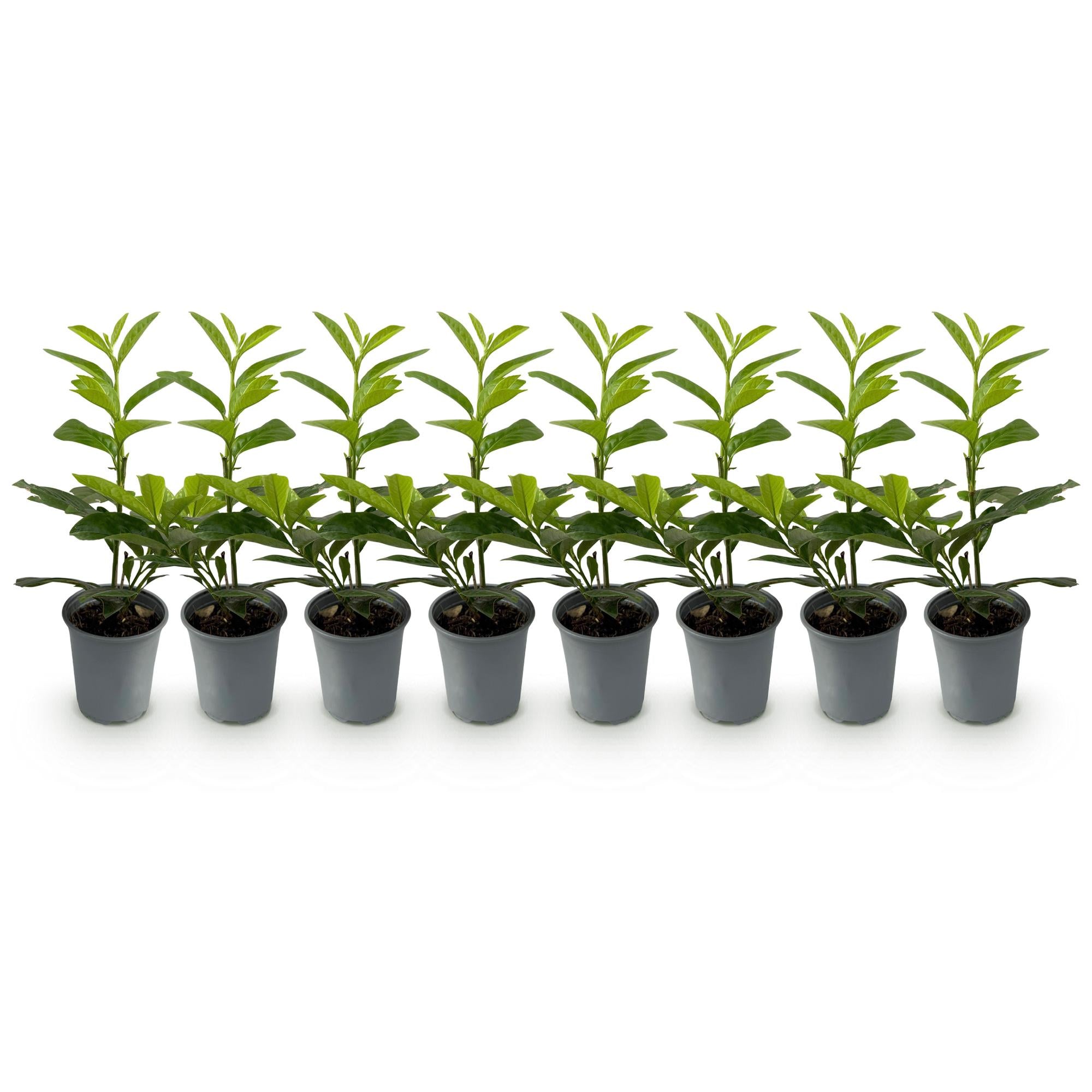 Prunus laurocerasus Novita - blad groen - 8 planten - 1 strekkende meter - groenblijvend - pot 9cm hoogte 30-35cm