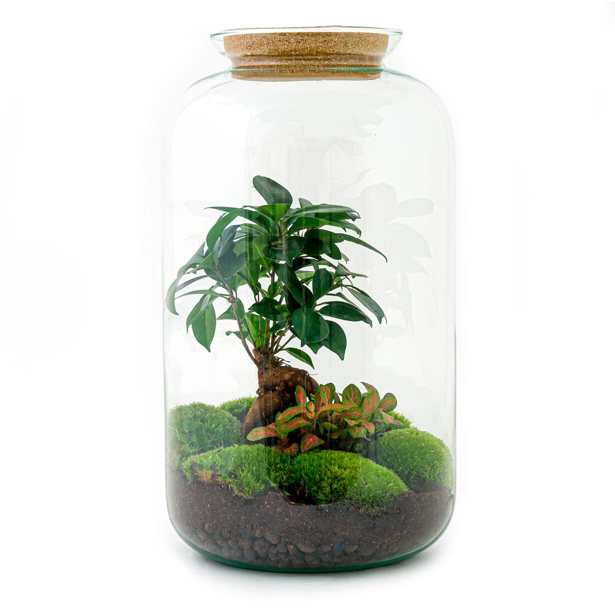 Terrario fai da te - Sven Bonsai - ↕ 43 cm - Rastrello + Pala
