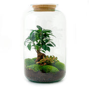Terrario fai da te - Sven Bonsai - ↕ 43 cm - Rastrello + Pala