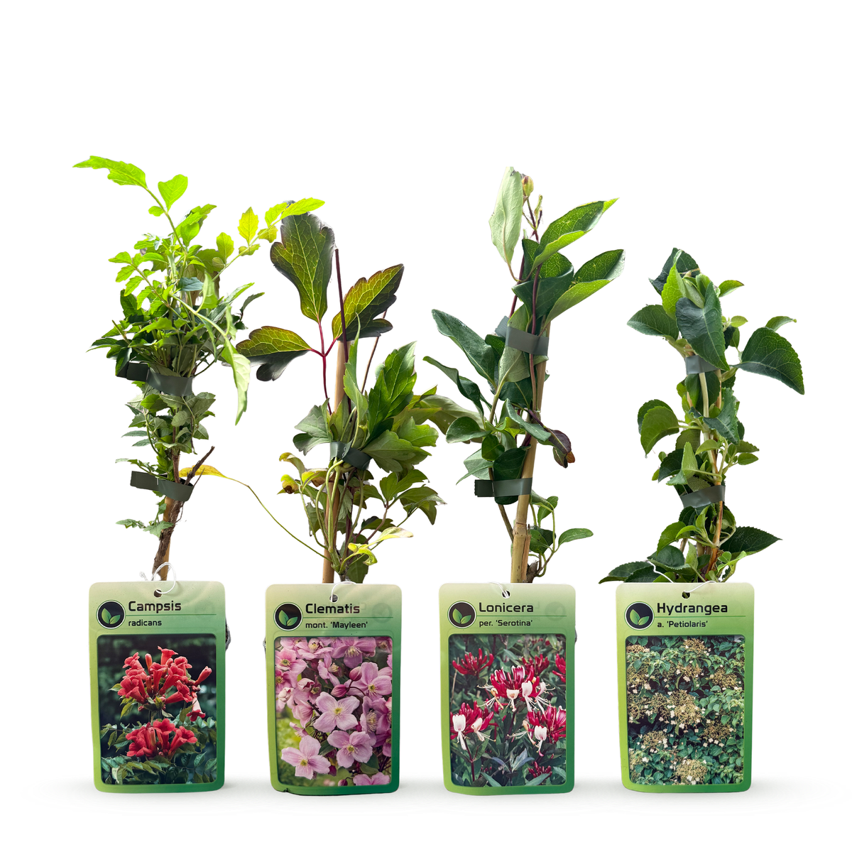 Klimplanten Rainbow Courfull - Regenboog klimplant 12x - Licht Roze - Wit - Paars - Klimplant - Ø9cm - ↕35cm