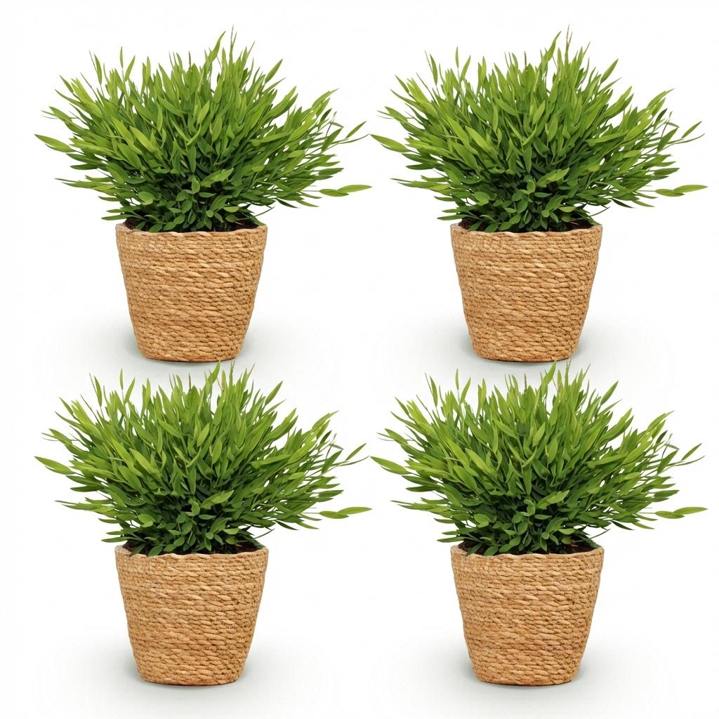 Bamusa Pogonatherum Monica - Kamerbamboe - Huisdiervriendelijke Plant - Groen - 4 Planten - met Mand - Pot 12cm - Hoogte 20cm