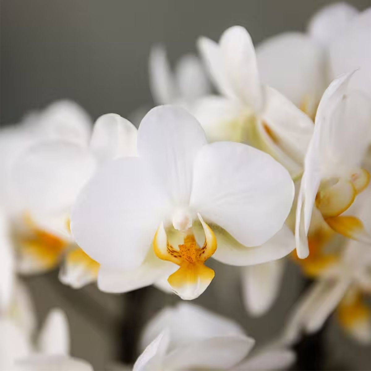 Kolibri Orchids | Combi Deal - 4 Witte Phalaenopsis Orchideeën Blossom Lausanne - Ø12 cm