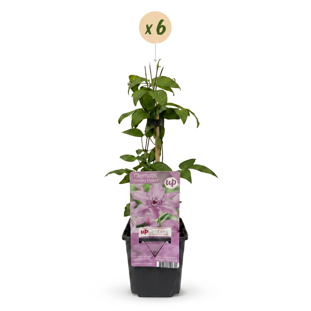 Clematis Hagley Hybrid - Bosrank 6x - Roze - Klimplant - Ø9cm - ↕35cm