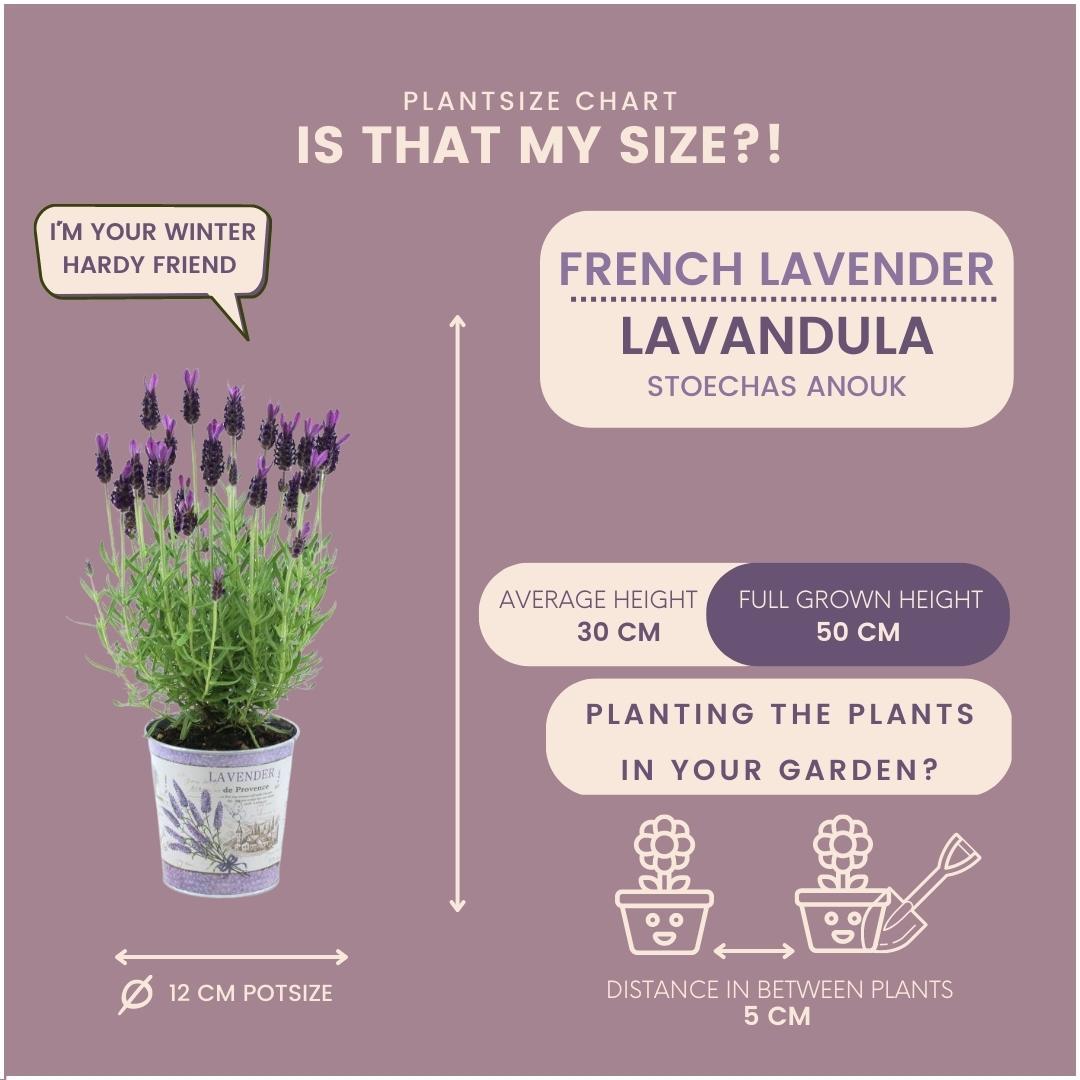 Plants by Frank – Lavandula stoechas Anouk® im dekorativen Topf „Lavendeldruck“ – 13 cm Topf – Set mit 3 französischen Lavendelpflanzen im dekorativen Topf
