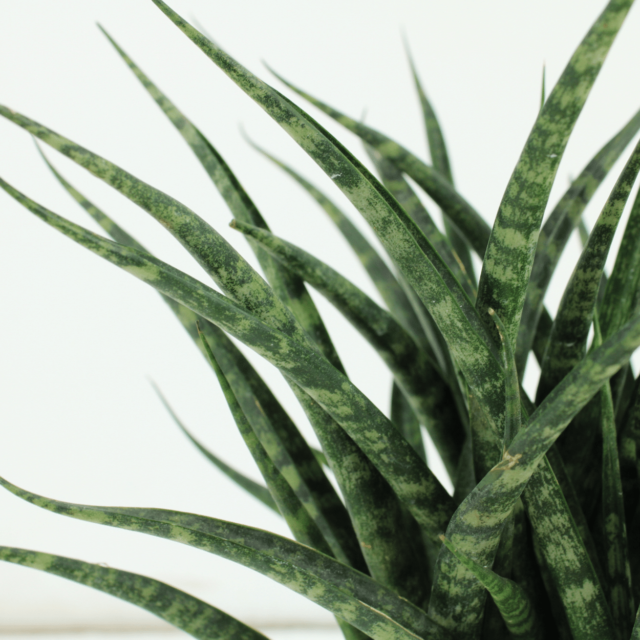 Sansevieria Fernwood Punk (Lengua de suegra) - 2 unidades - Ø12 cm - ↕30 cm