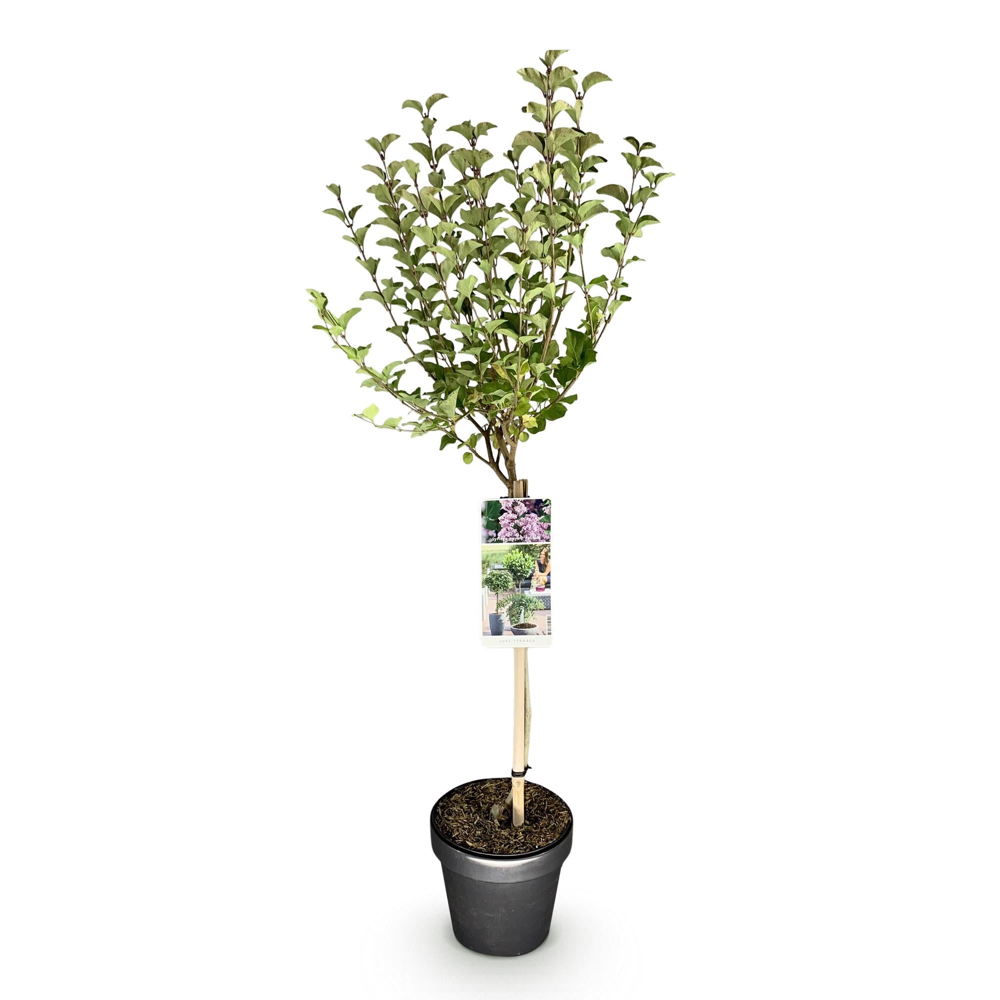 Syringa meyeri Palibin - Terras Plant - Bladverliezend - Winterhard- Paarse Bloem - Pot 19cm Hoogte 90cm