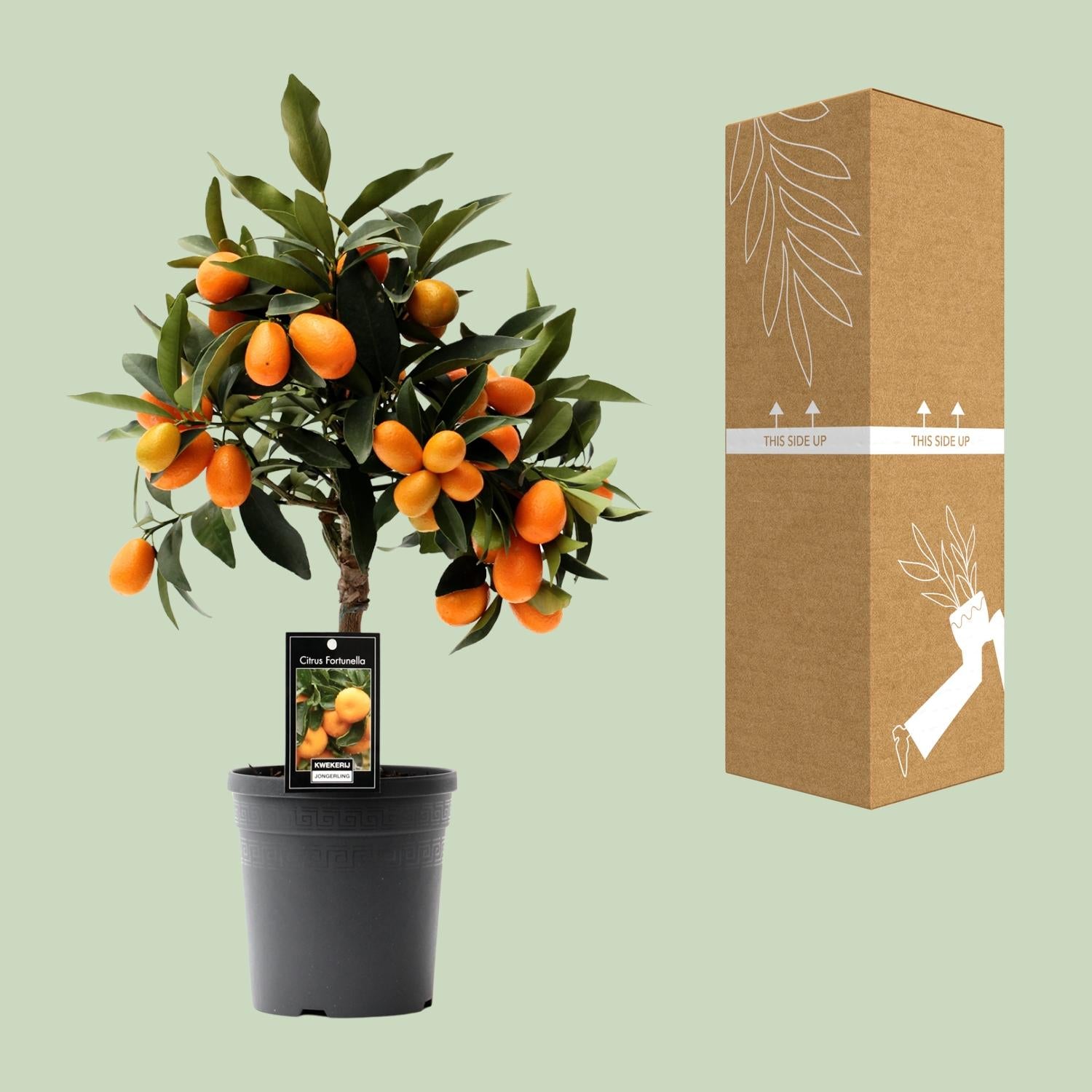 Kumquat Agrumes - Ø16cm - ↕45cm