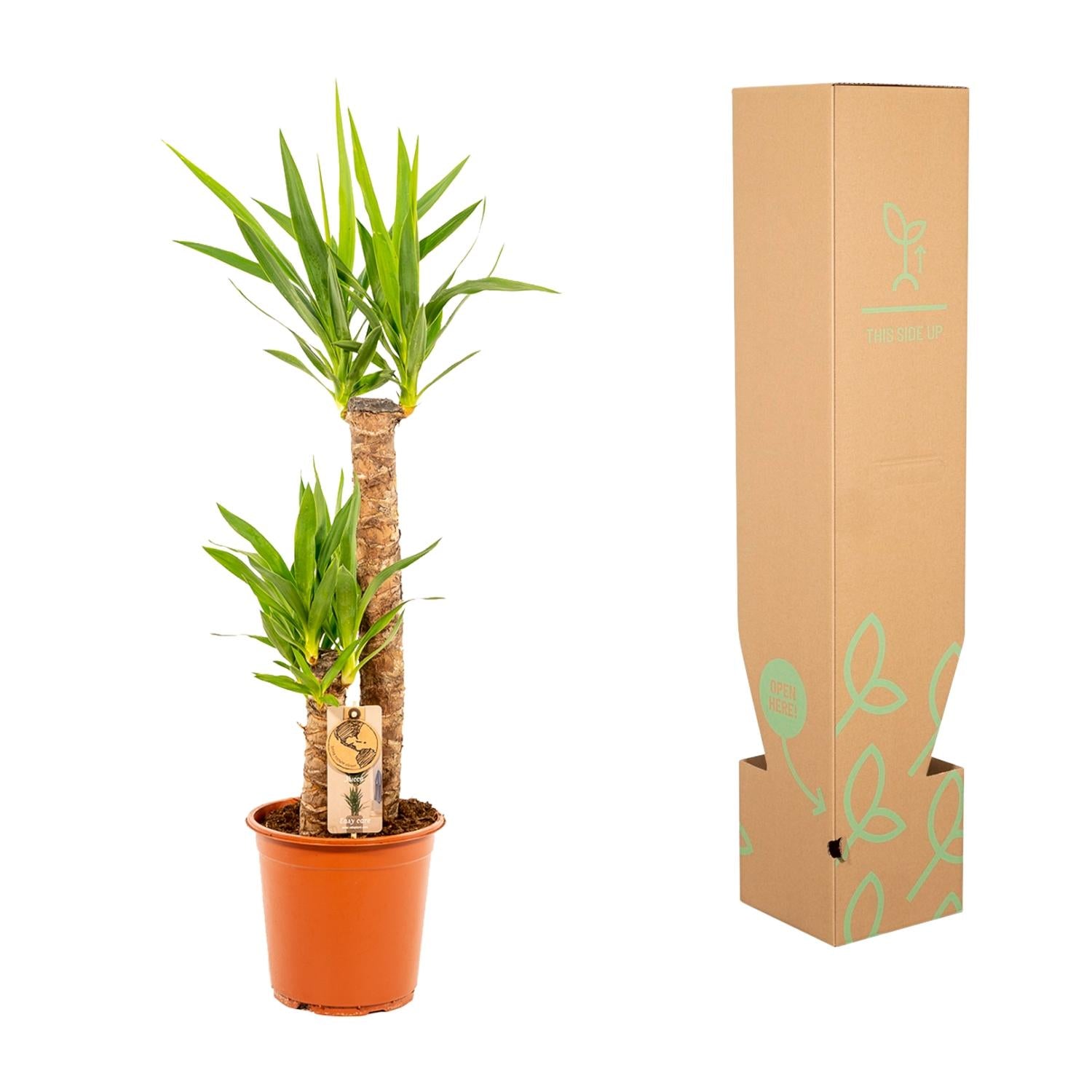 Yucca - Ø21cm - ↕100cm