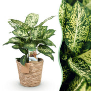 Diefenbachia Compacta - Weinig onderhoud - met mand - Groen - 1 Plant - Pot 17cm - Hoogte 45-50cm