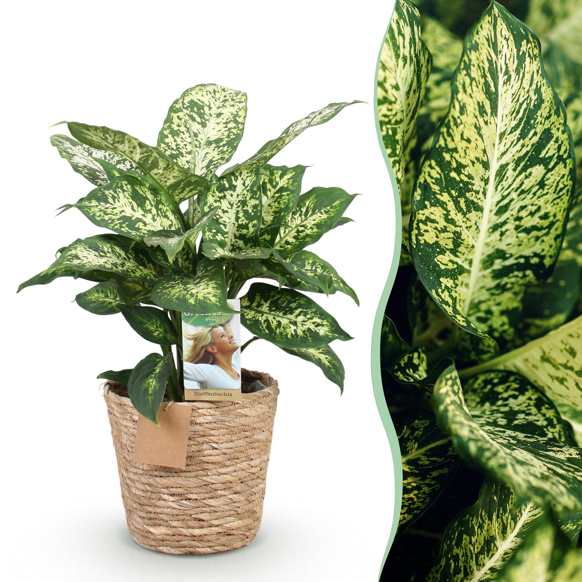 Diefenbachia Compacta - Weinig onderhoud - met mand - Groen - 1 Plant - Pot 17cm - Hoogte 45-50cm