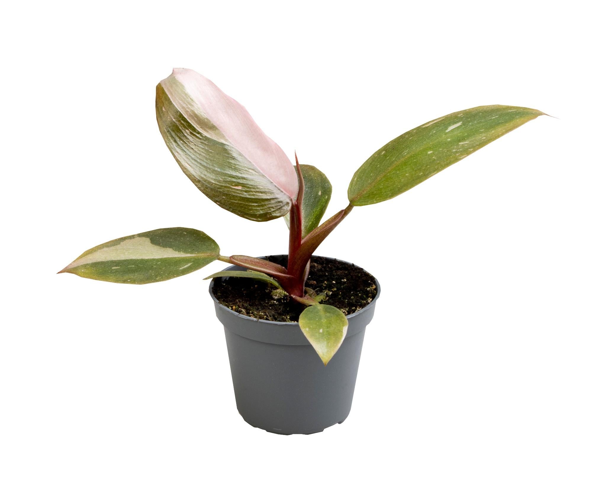 Philodendron Pink Princess - Ø6cm - ↕12cm