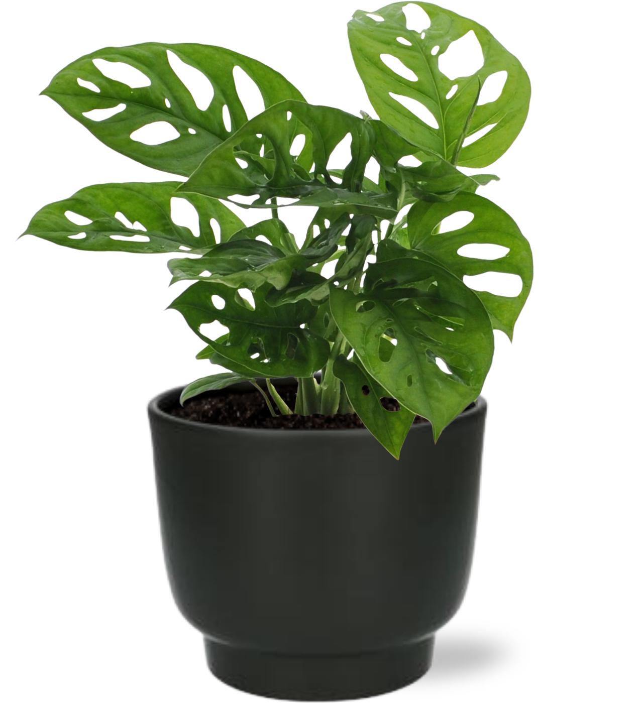 Monstera Monkey Leaf - Ø12cm - ↕30cm + Vaso Potenza D13x11cm - Nero
