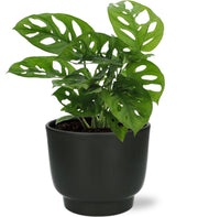 Monstera Monkey Leaf - Ø12cm - ↕30cm + Vaso Potenza D13x11cm - Nero