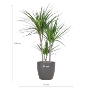 Dracaena Marginata met Viber pot grijs - 95cm - Ø21
