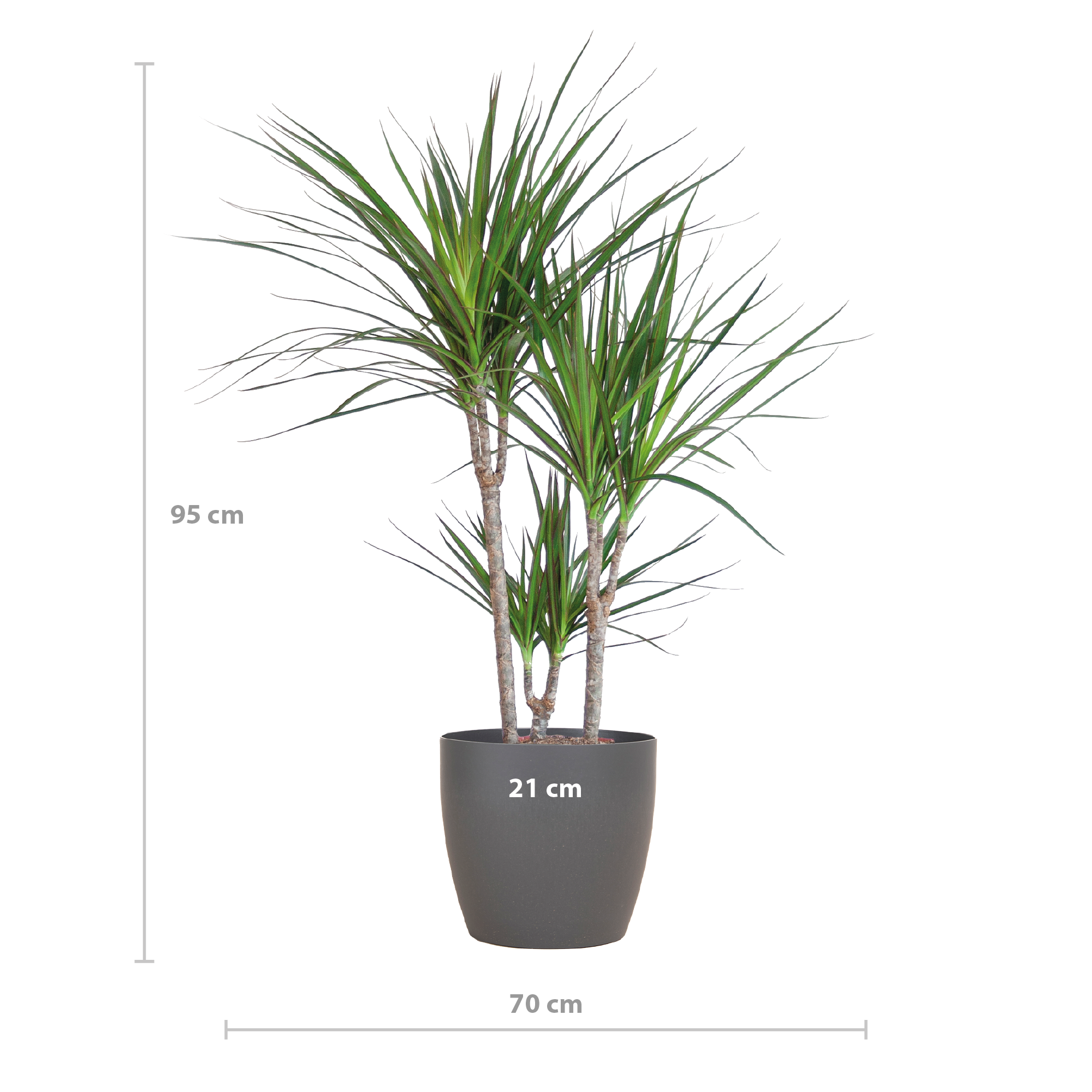 Dracaena Marginata met Viber pot grijs - 95cm - Ø21