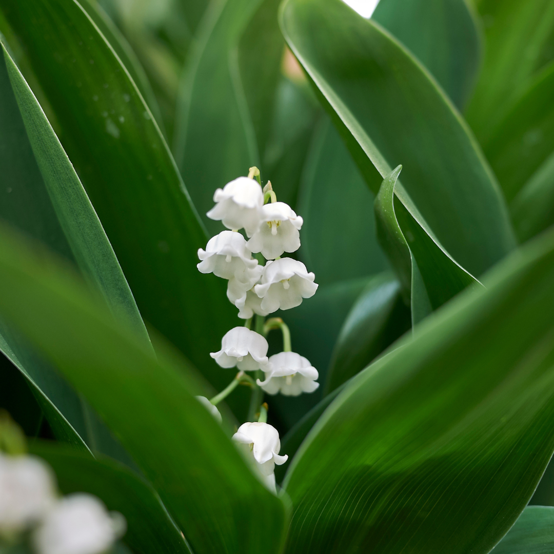 6x Convallaria majalis - ↕10-25cm - Ø9cm