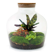 DIY Planten terrarium met licht - Fat Joe Red - Ø 29 cm ↑ 30 cm - Rake + Shovel + Tweezer