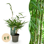 Fargesia robusta Pingwu - Niet Woekerende Bamboe - Bladhoudend - Groen - 4 Planten - Pot 14 cm - Hoogte 35 cm