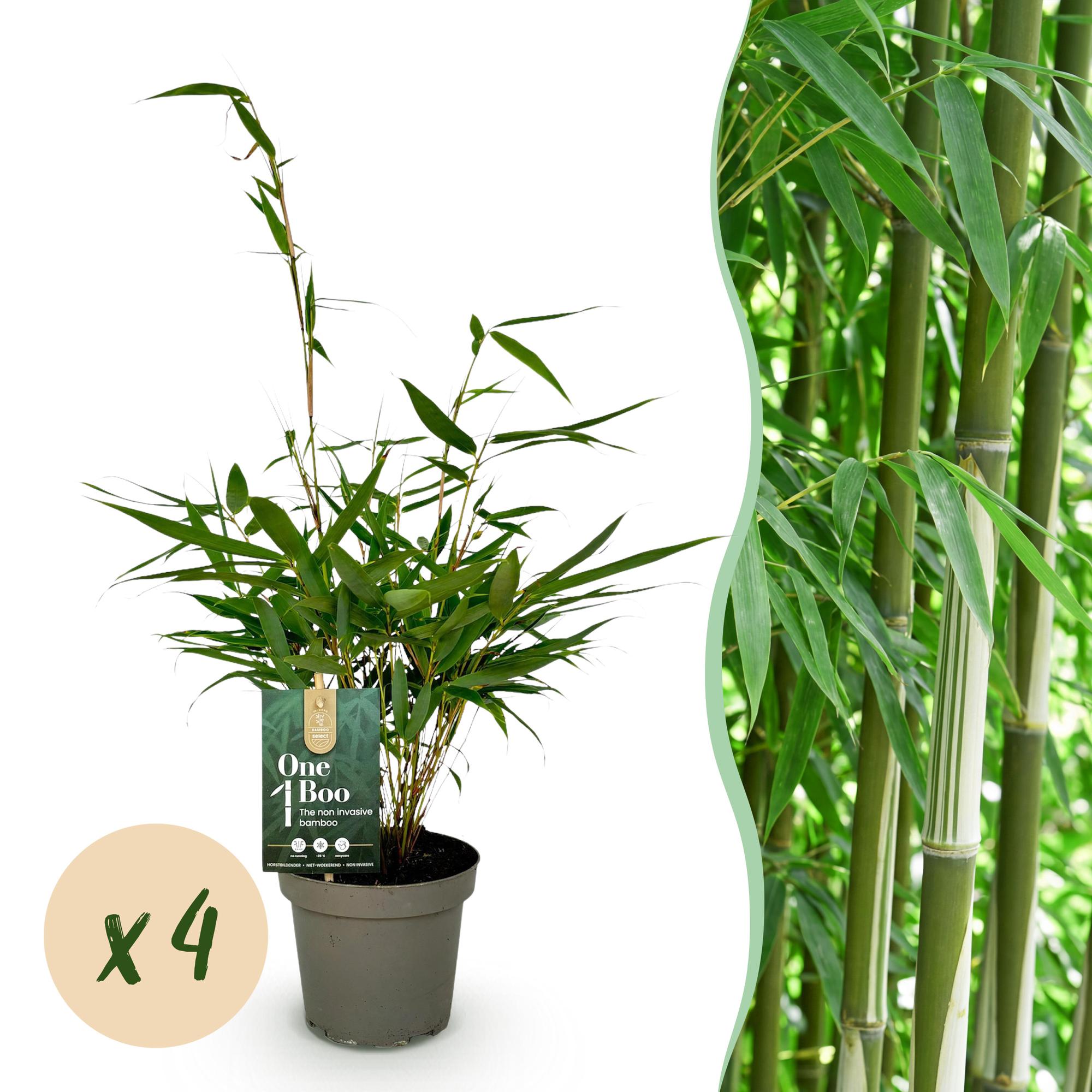 Fargesia robusta Pingwu - Niet Woekerende Bamboe - Bladhoudend - Groen - 4 Planten - Pot 14 cm - Hoogte 35 cm